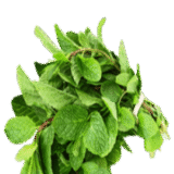 Mint leaves 100gm